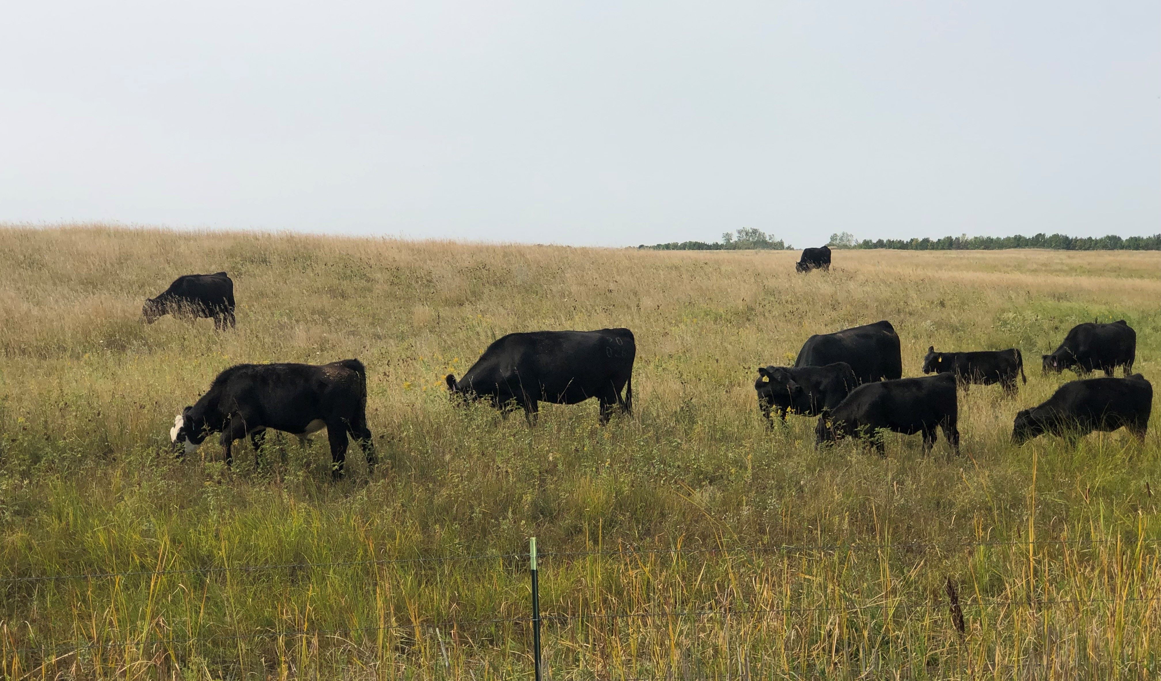 cows grazing in the fall