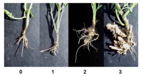 Clubroot rating scale.