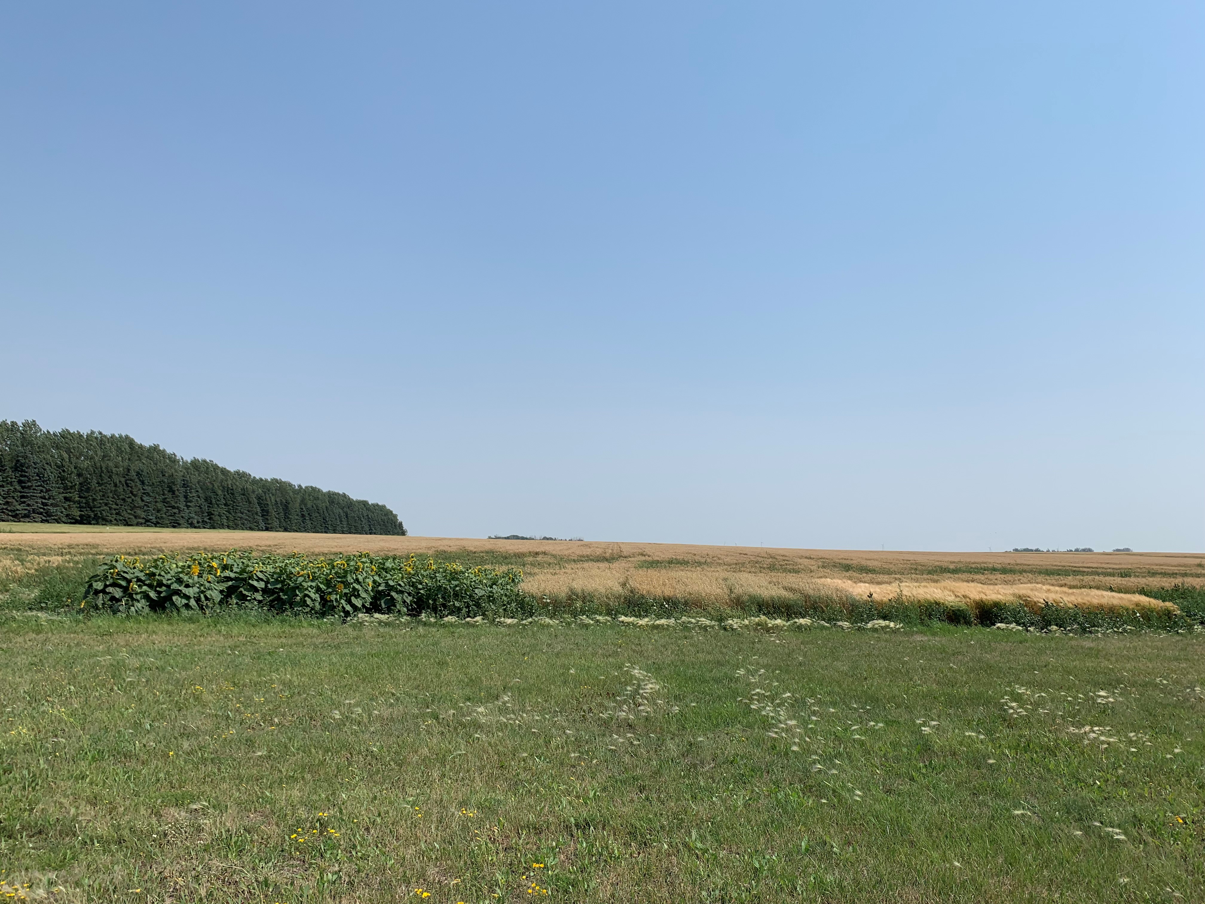 Sunflower (left), oat (middle) and barley (right) varieties growing in level 1 on August 18, 2023.