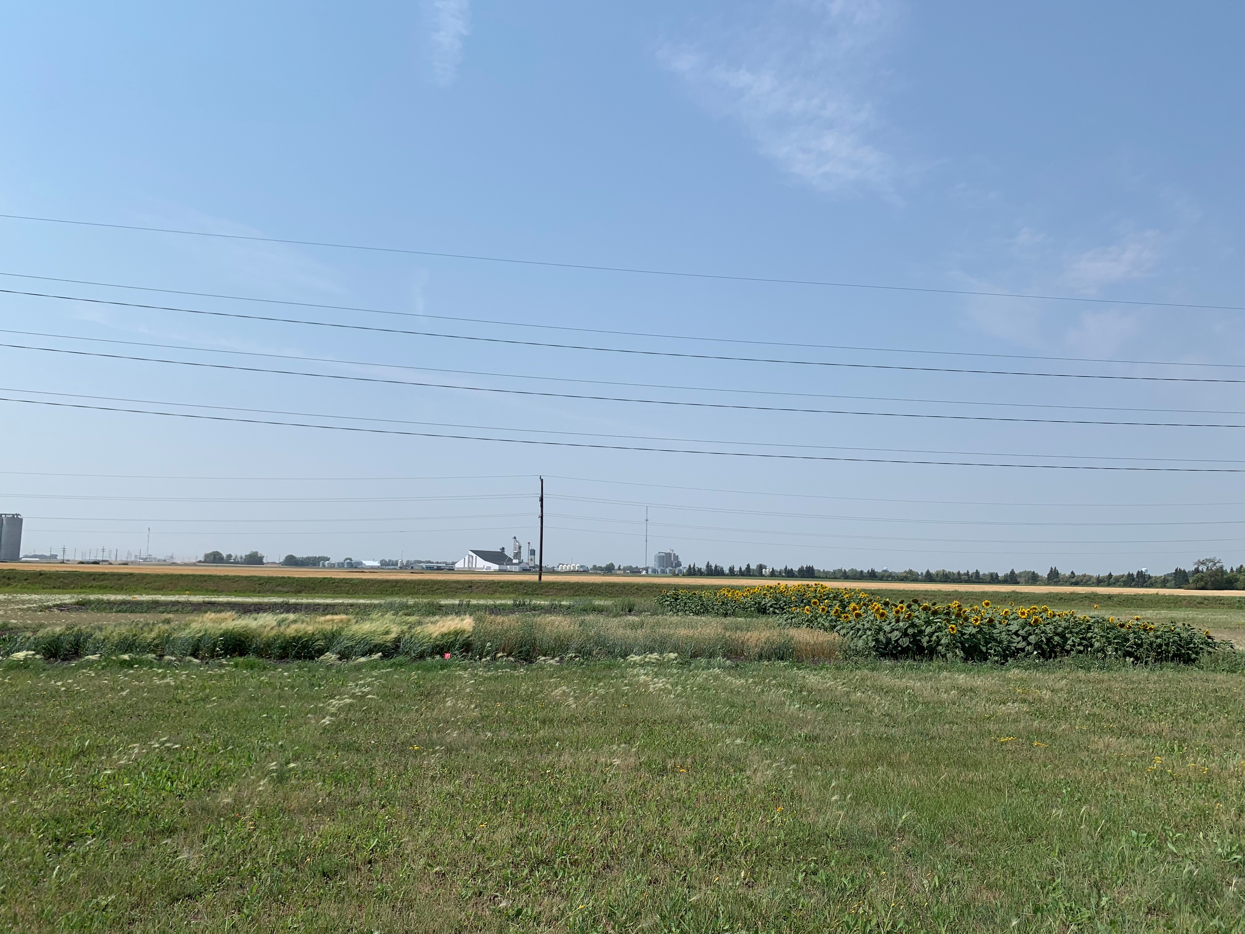 Barley (left), oat (middle) and sunflower (right) varieties growing in level 2 on August 18, 2023.