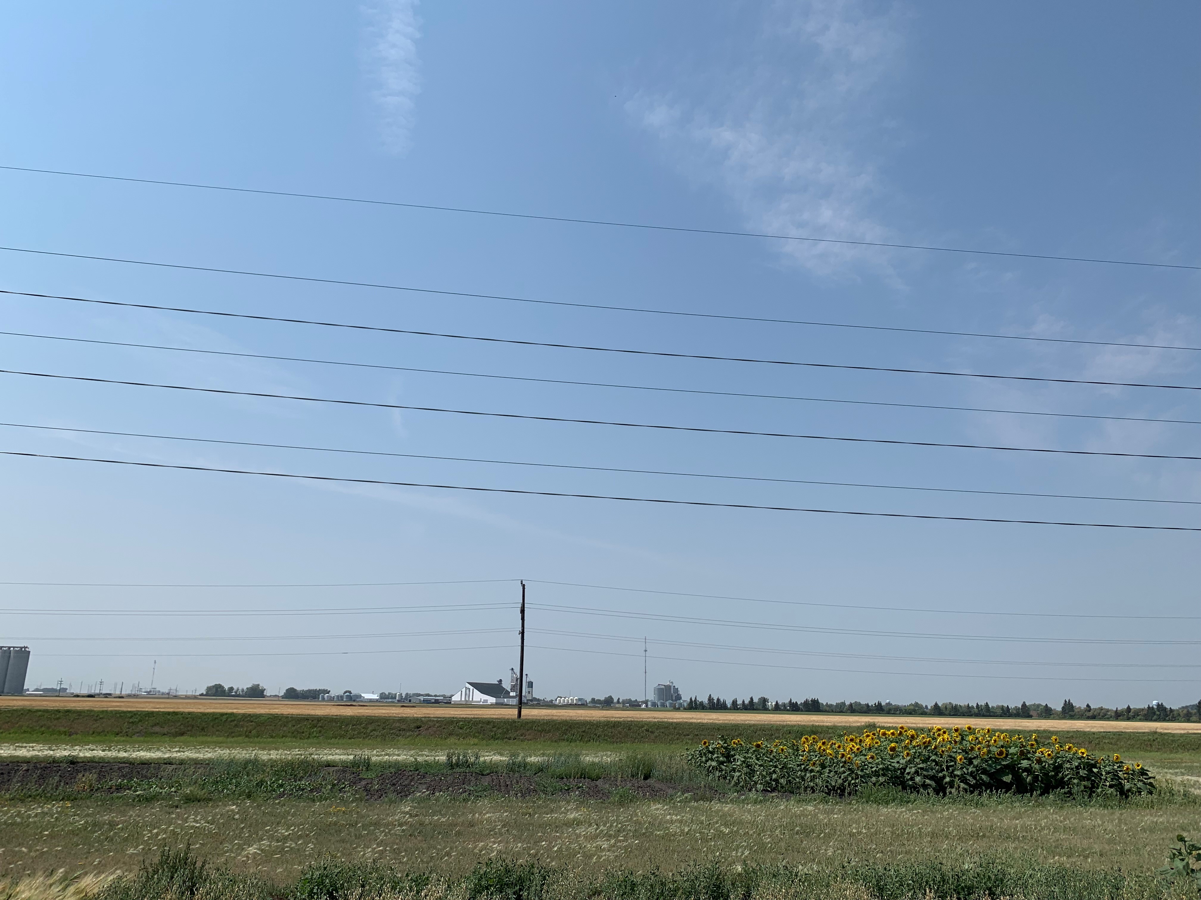 Barley (left), oat (middle) and sunflower (right) varieties growing in level 3 on August 18, 2023.