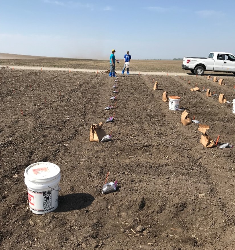 Clubroot trial