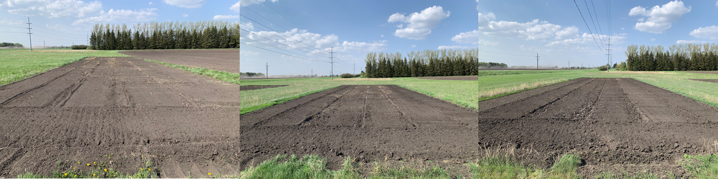 Differences in seedbed between level 1 (low to moderate salinity-sodicity), 2 (moderate to high salinity-sodicity) and 3 (very high salinity-sodicity) on May 25, 2023.