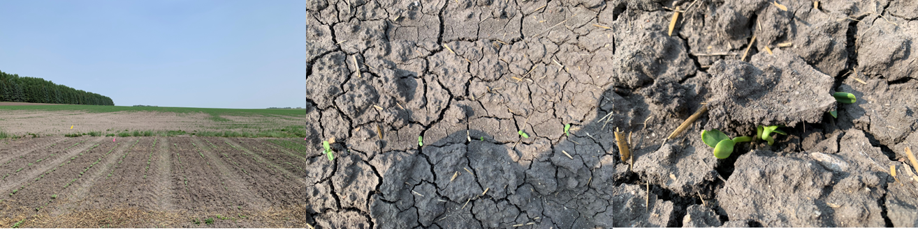 Sunflower seed germinating without any difficulty in level 1 (low to moderate salinity-sodicity), however, germinating only through soil cracks or by lifting crusted layers in level 2 (moderate to high salinity-sodicity) and level 3 (very high salinity-sodicity) on June 13, 2023.