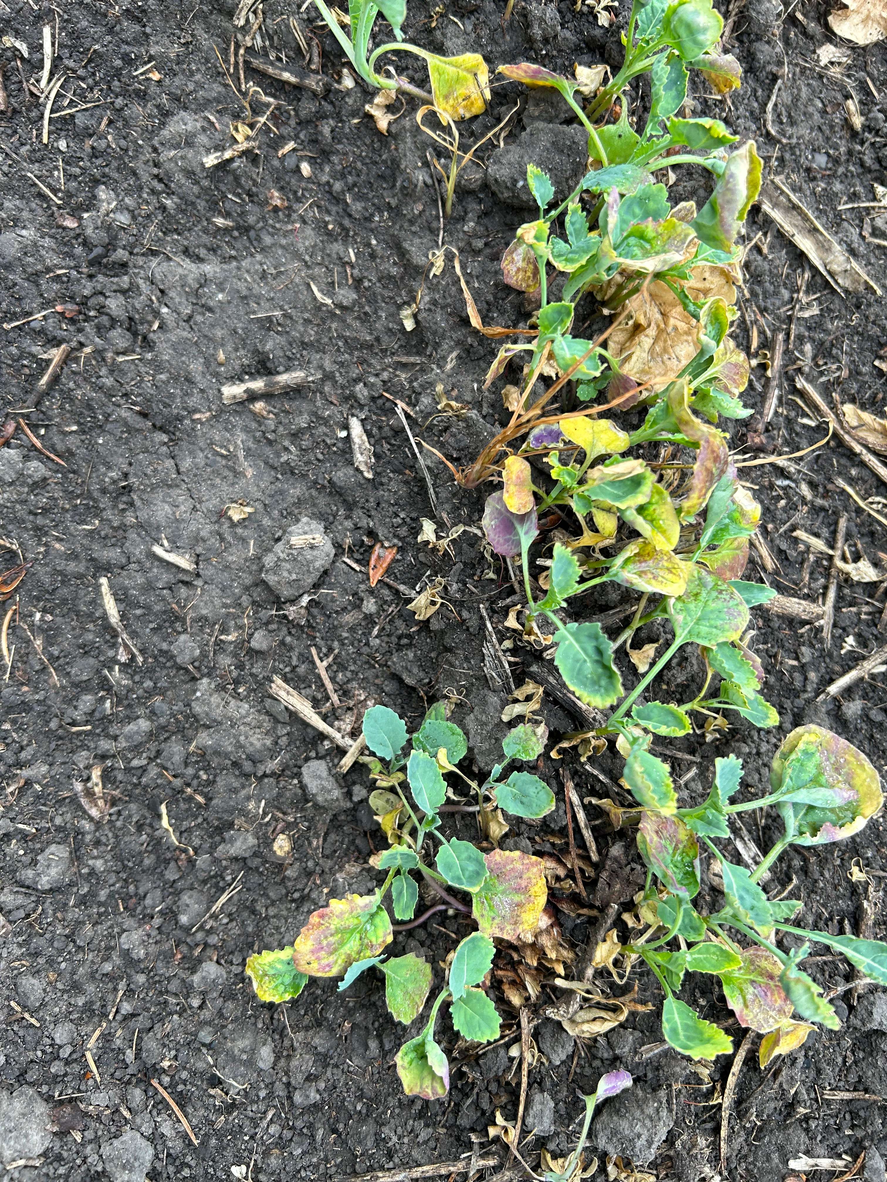 Sulphur deficiency was observed in the canola plants at an early stage at which sulphur (BLUE LAVA) was applied.