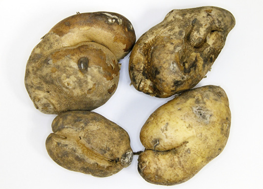 Figure 10