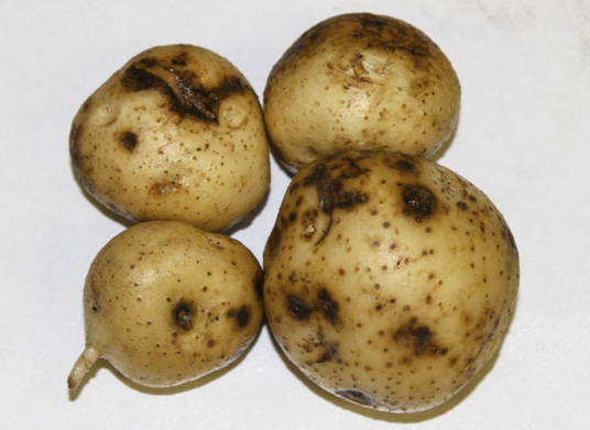Figure 12