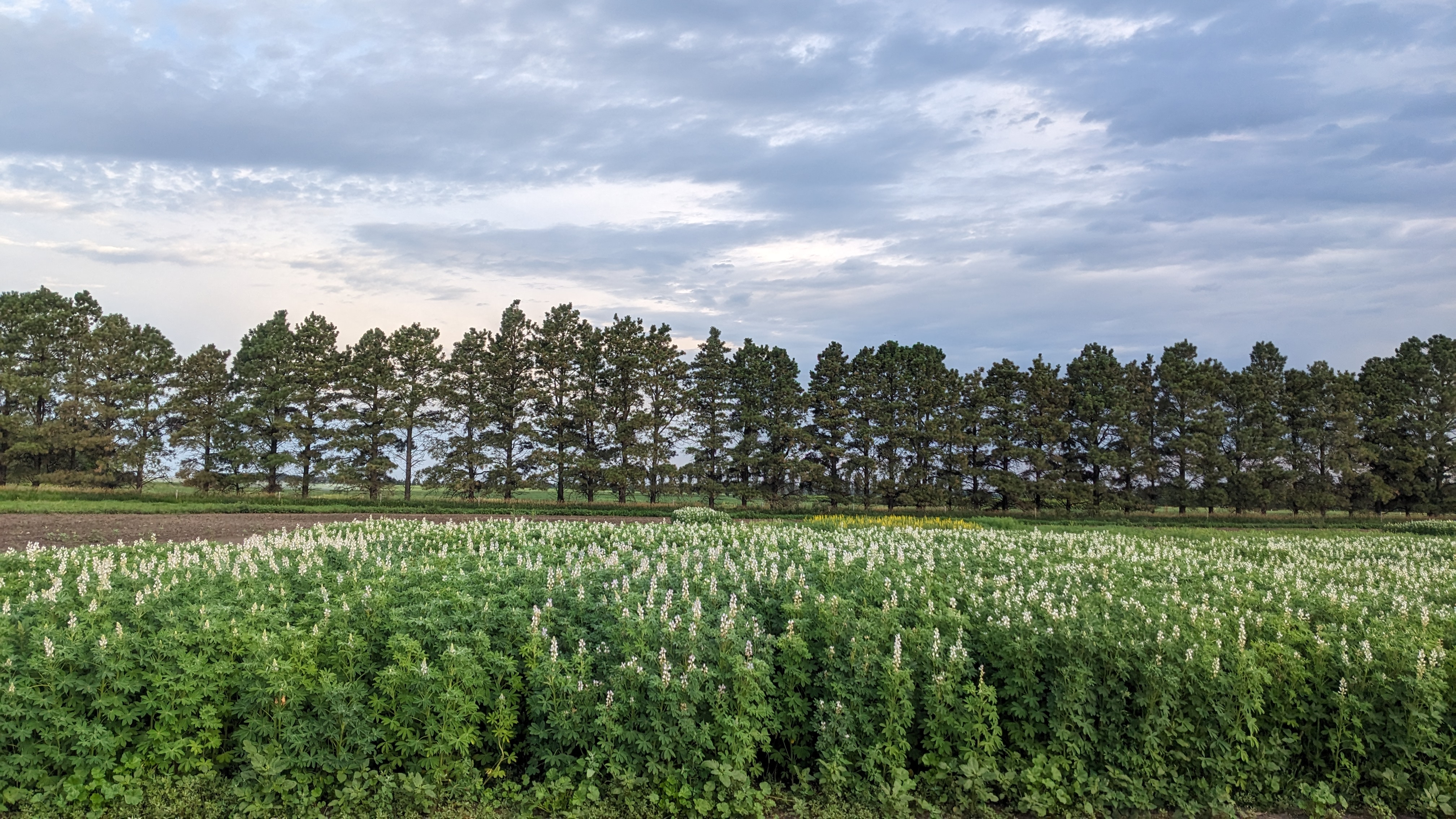 Advanced breeding line slections of sweet white lupin.