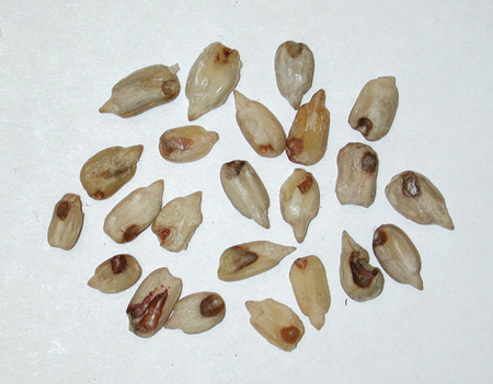 Figure 72