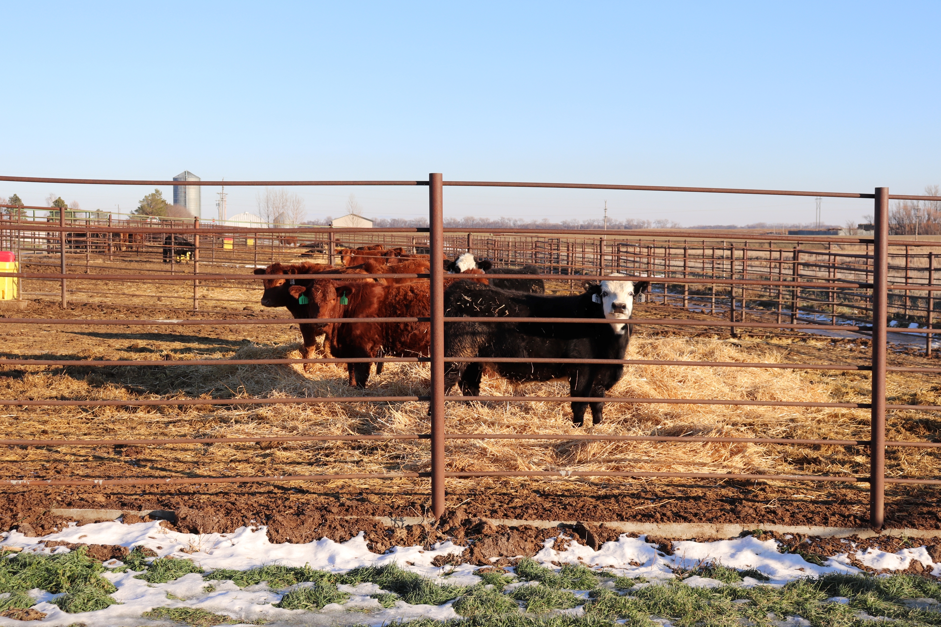 Steers consigned to the Dakota Feeder Calf Show Feedout project.