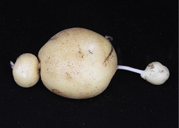 Figure 13