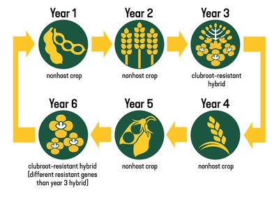 crop rotation