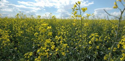 canola field