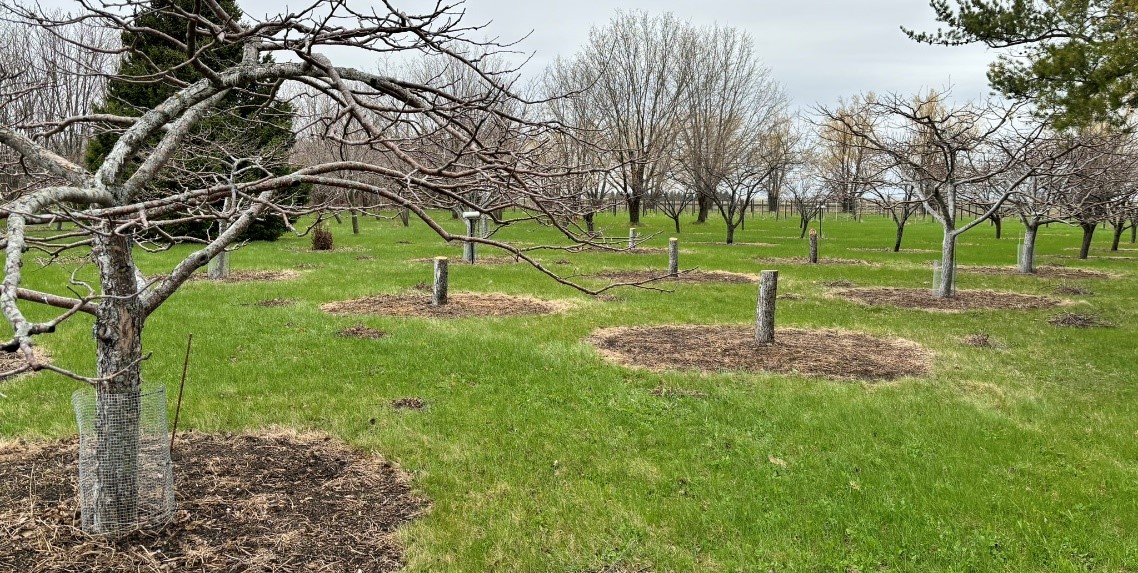 The apple orchard area shows standing trees and the stumps of Honeycrisp apple trees that were removed.