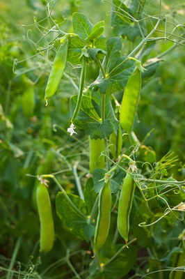 field pea