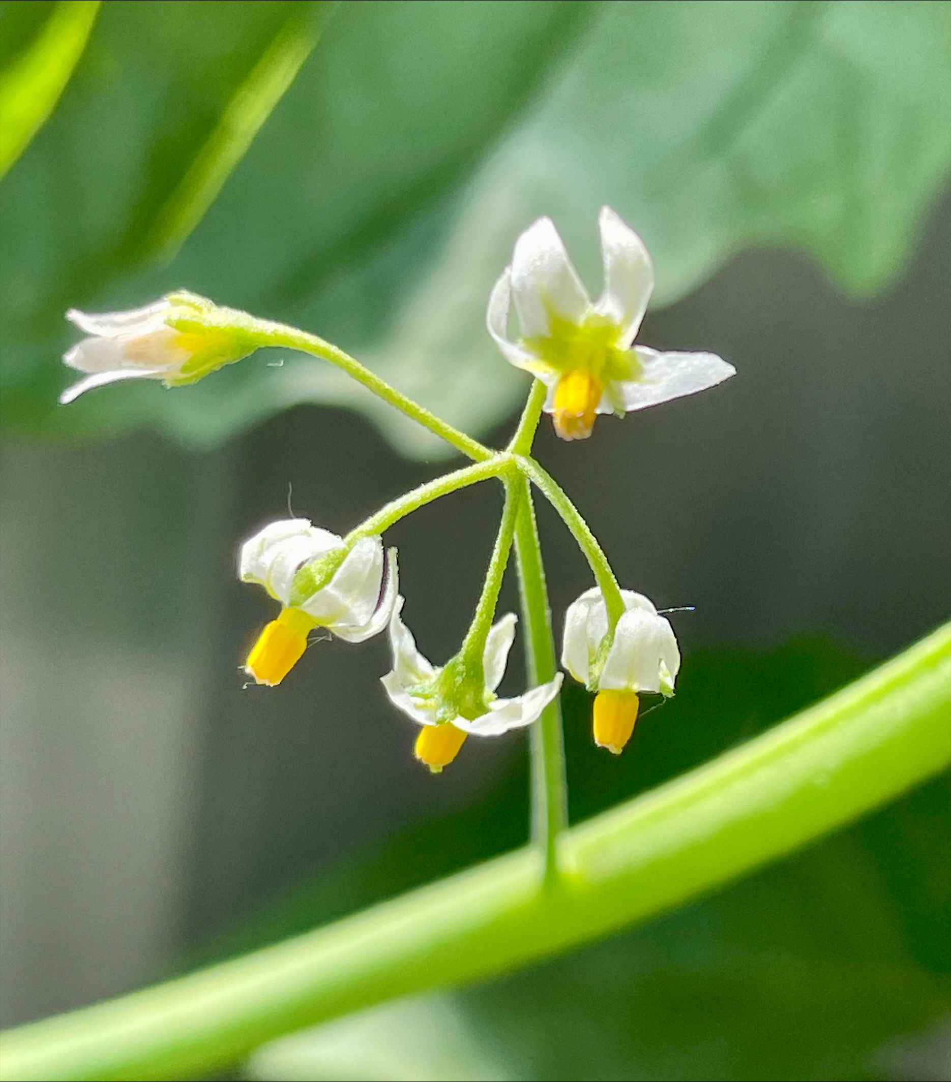 Small white and yellow blossoms