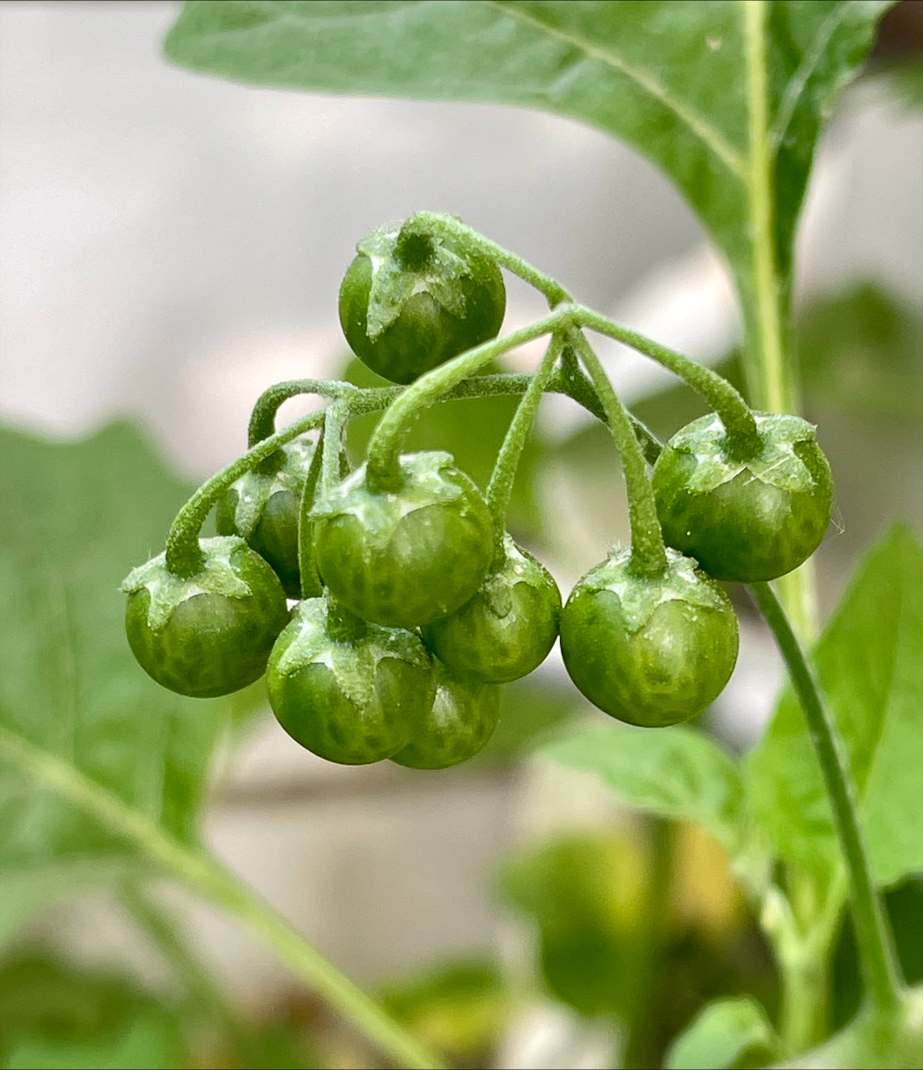 Small green nightshade berries.