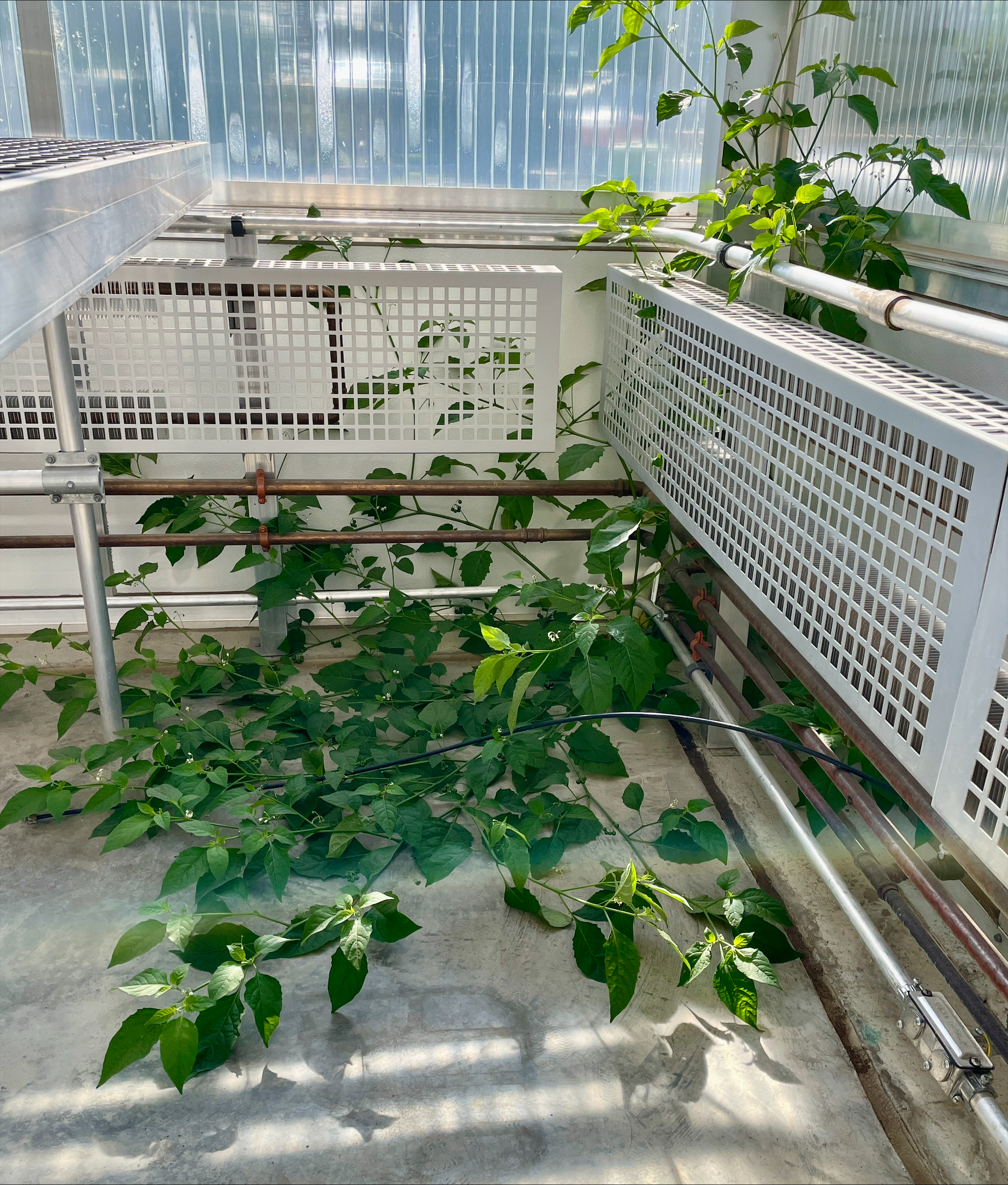 Nightshade plant taking over a corner of a greenhouse.