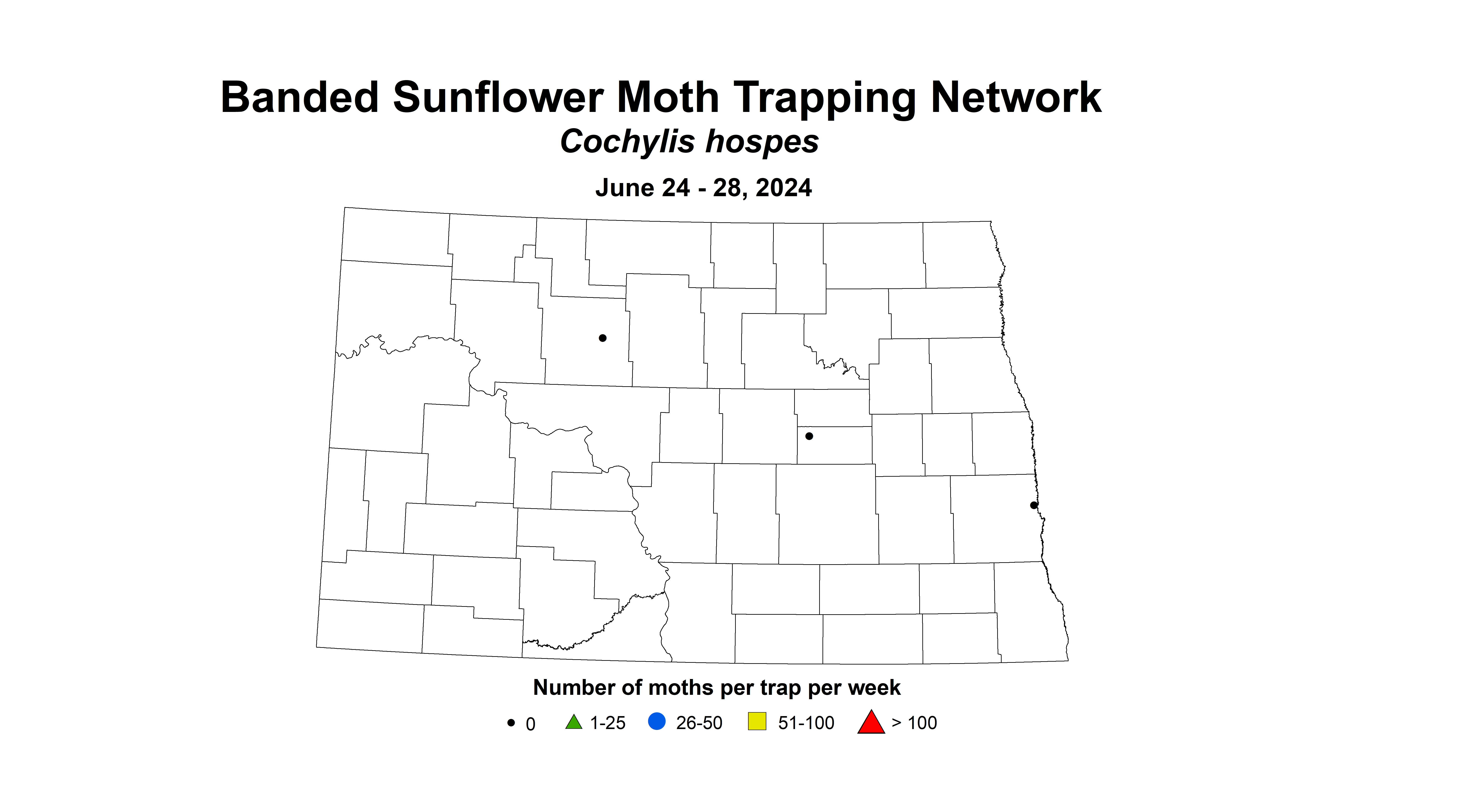 banded sunflower moth June 24-28 2024