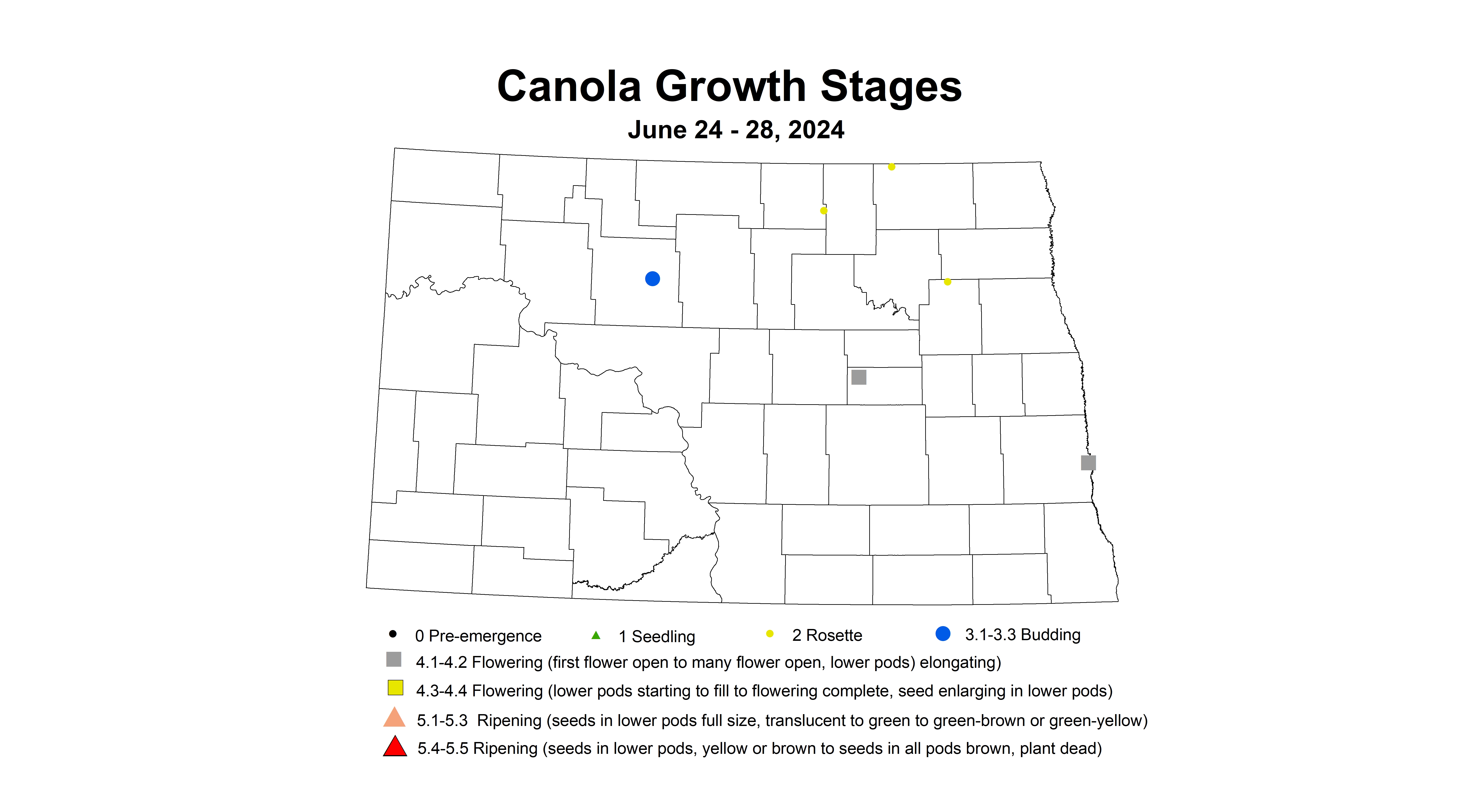 canola growth stages 6.24-6.28 2024