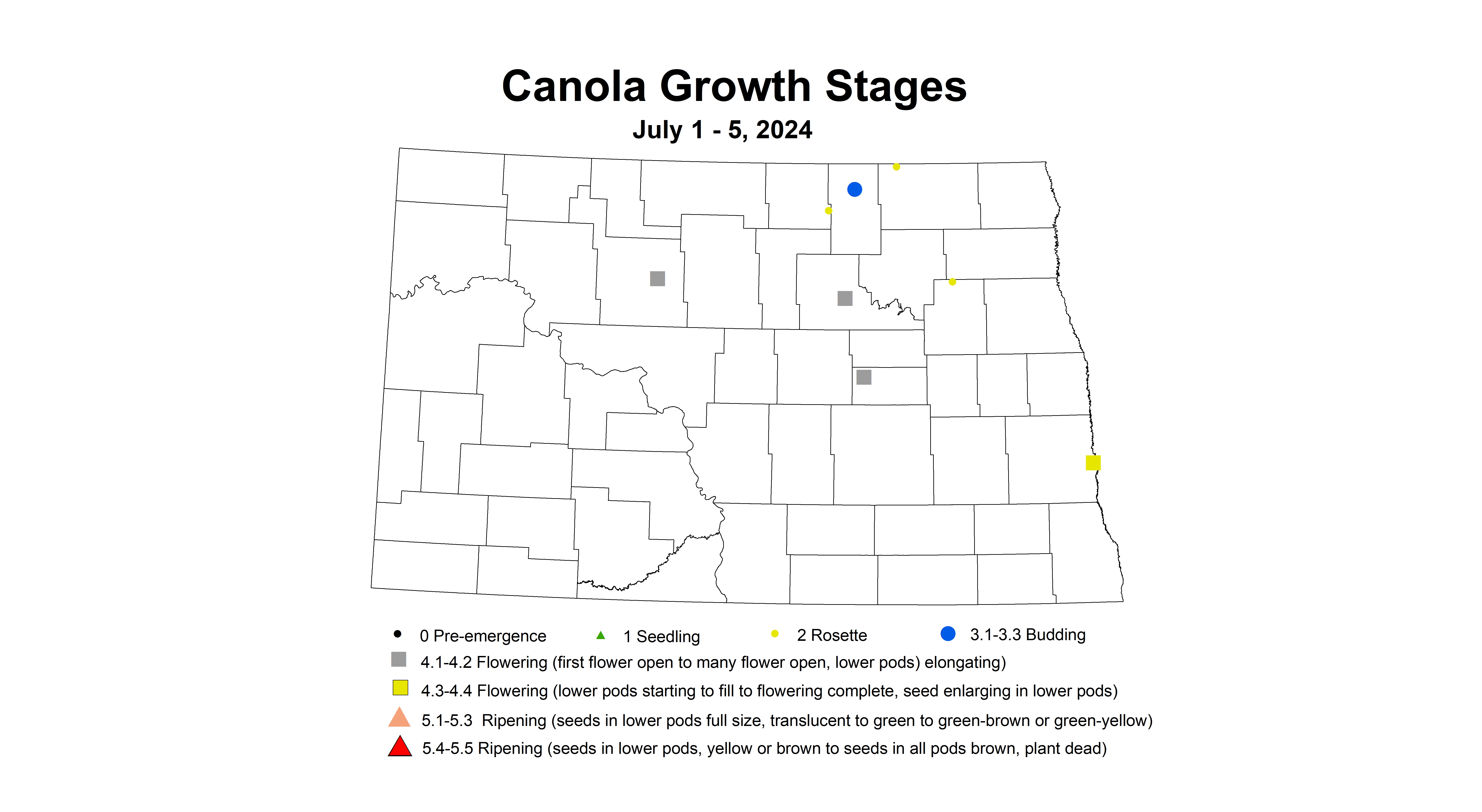 canola growth stages 7.1-7.5 2024