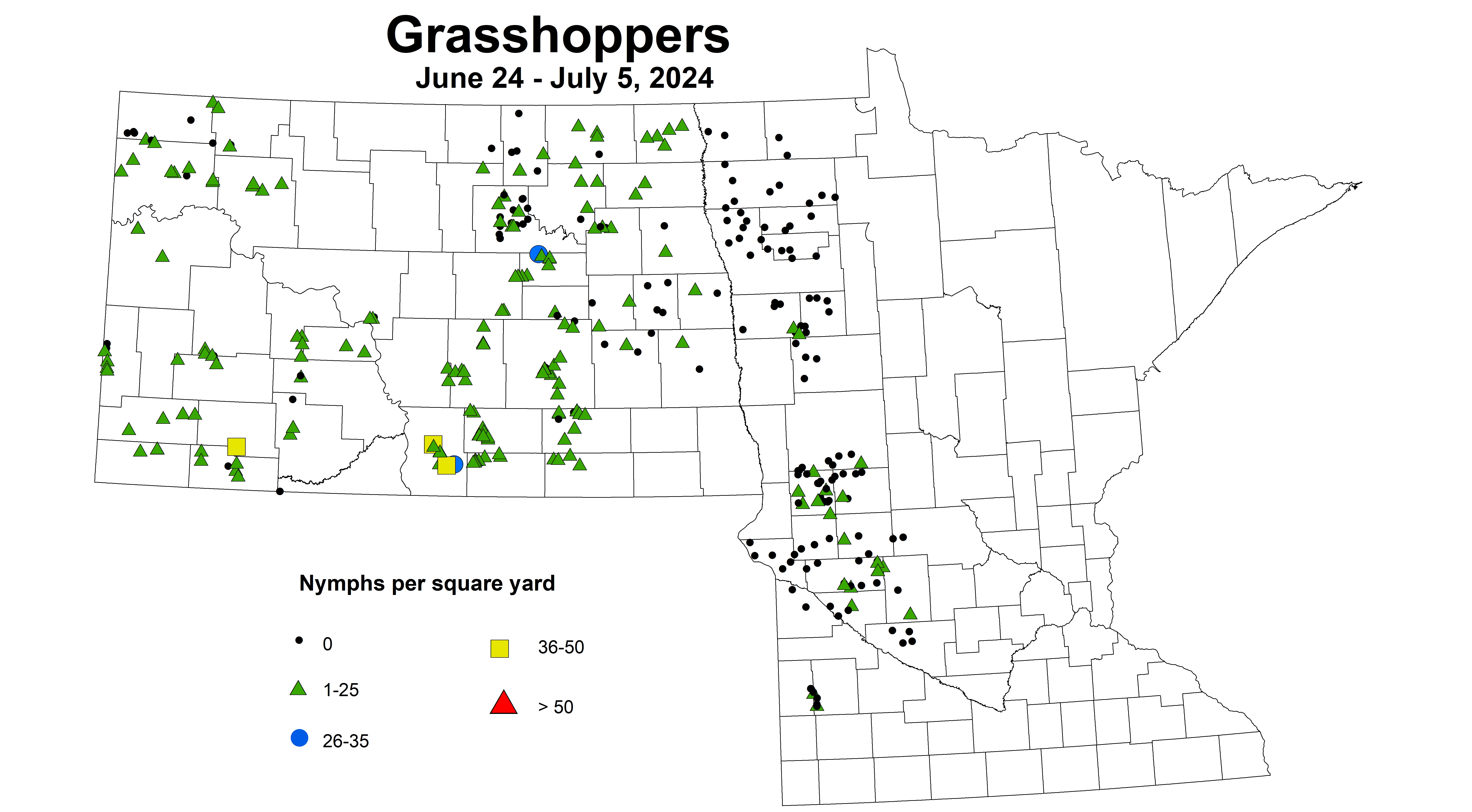 grasshopper nymph June 24 to July 5 2024