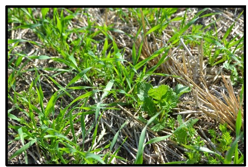 A picture showing cover crop mix seeded with the cereal crop.