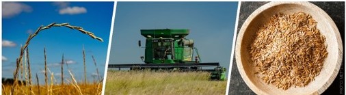 Close up of Kernza corn, tractor harvesting it, and in a bowl