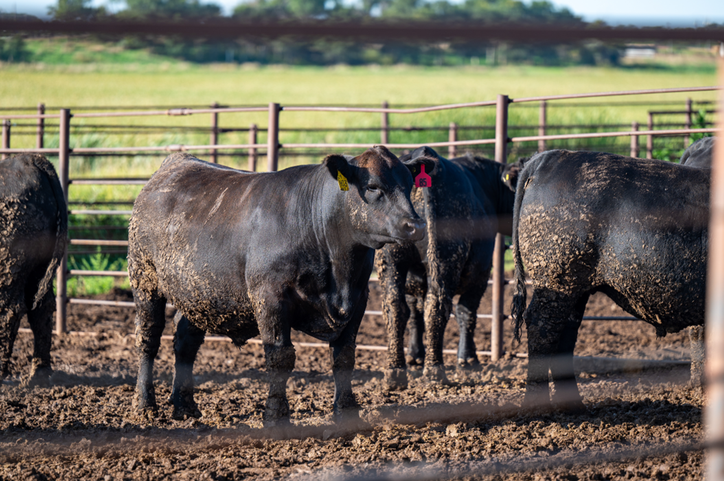 Angus steers stand in a feedlot pen.