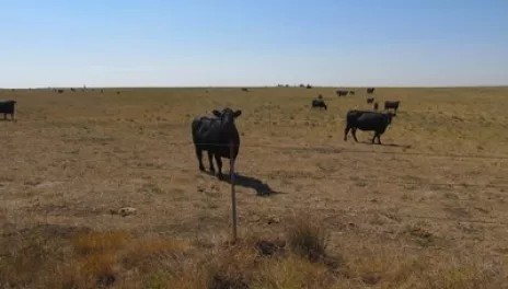 Cyanobacteria, also known as blue-breen algae, can produce toxins that are harmful to livestock