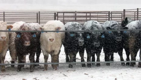 cows lined up with snow falling