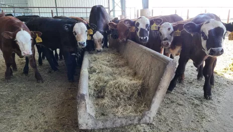 calves feeding in barn