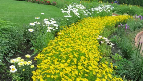 yellow coreopsis along a path