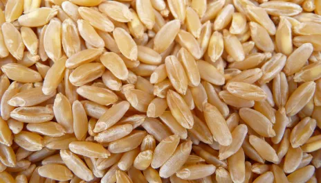 wheat seeds