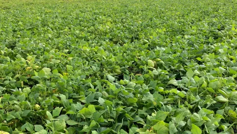 rows of dry bean plants