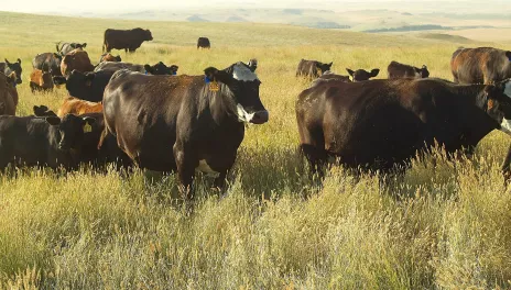 herd of cows in pasture