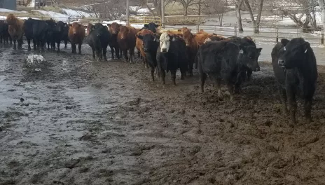 Producers need to make plans for moving feed and livestock to higher ground before flooding this spring