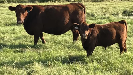 Cow with calf stokka