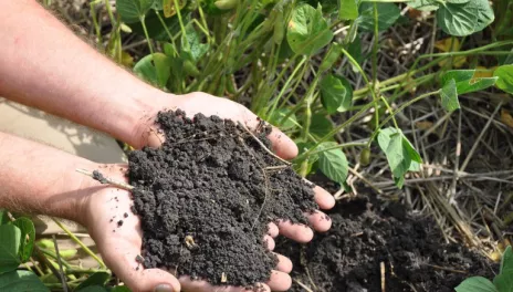 Two hands are outstretched holding a pile of black soil above a field of green plants