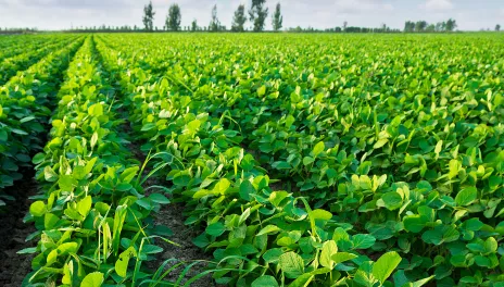 soybean field