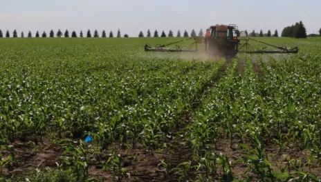 A field of corn about a foot high is being sprayed by a tractor in the distance. In the background a row of evergreen trees and bright blue sky can be seen.