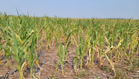 Dry, drought-stressed corn plants exhibit curling and dead leaves with no ear production.