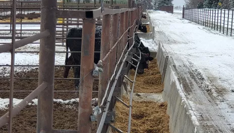 The NDSU Feedlot School helps identify areas for improvement, including feeding, manure management, budgets and marketing.