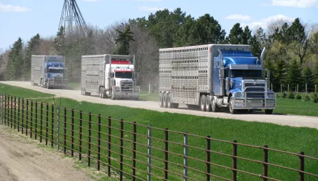 Trucks hauling livestock driving on a gravel road. 