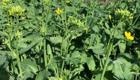 Canola plants with yellow blossoms