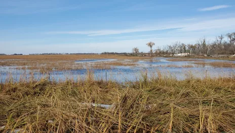 Flood waters covering a filed of long brown grass. Tall brown and green grass are in the foreground. There is a row of trees and a bright blue sky in the background.