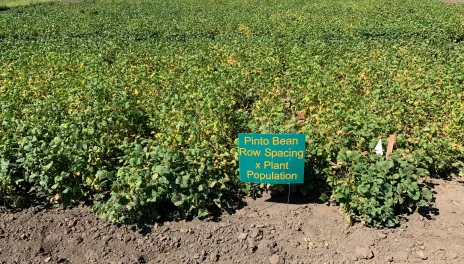 Pinto bean plots