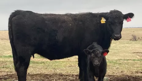 Black angus cow-calf pair