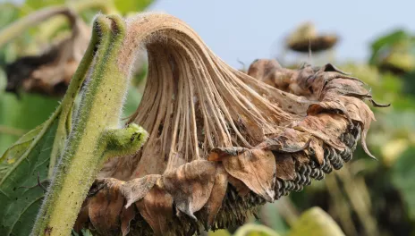 sunflower head turned brown and drooping