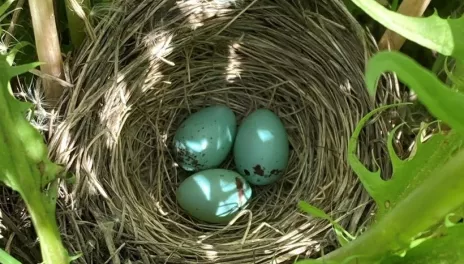 Three tiny, blue-green chipping sparrow eggs, with black splotches on the wide ends, rest in a grass nest woven into the whorl of a large dandelion plant.